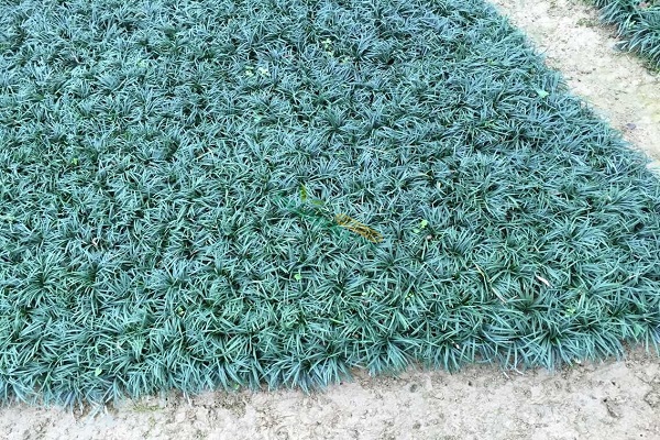 玉龍草_玉龍草的特征_玉龍草的價值 玉龍草的價值