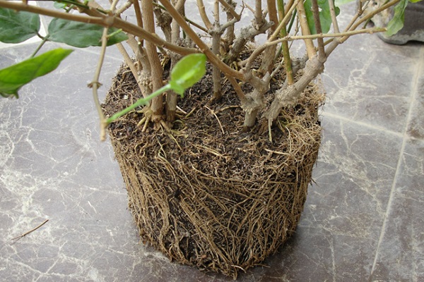 茉莉根簡介 茉莉花根的功效
