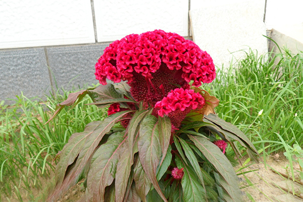 雞冠花知識大全