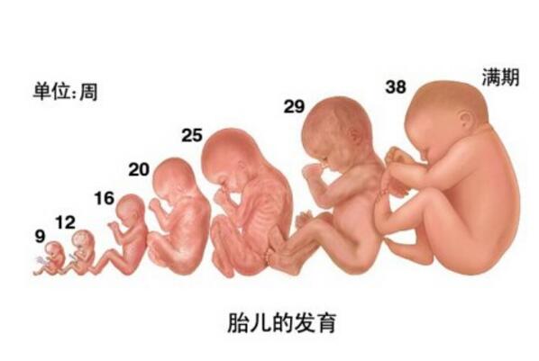 36周胎兒發育情況,胎兒,發育,孕婦