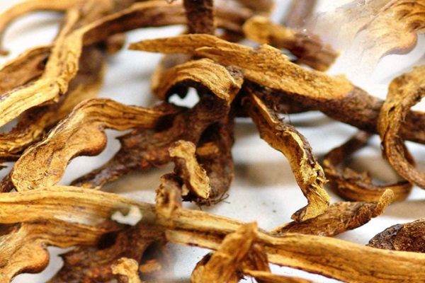 搜山虎簡介 搜山虎的作用與功效