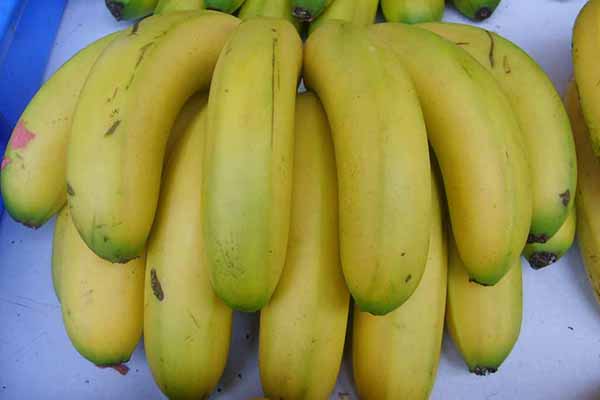 香蕉產地介紹 來看看哪裡的香蕉最好吃