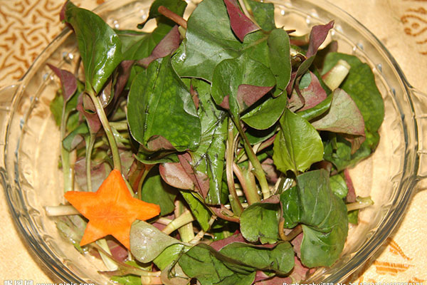 魚腥草怎麼吃  魚腥草提取物