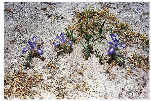 紫花針茅_紫色樹開紫花_紫花玉簪 紫花針茅 紫花玉簪