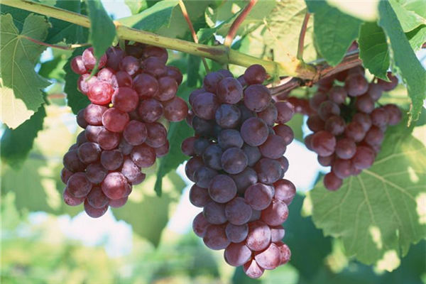 秋天吃葡萄好處多多 益氣補血強筋骨