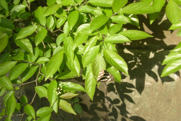 樸樹葉_樸樹植物_樸樹葉值錢嗎 樸樹葉簡介