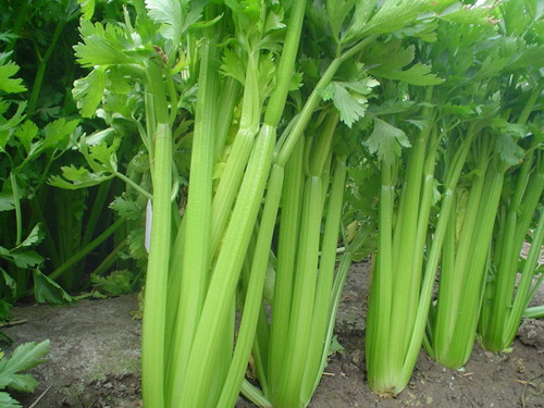 夏季減肥食譜的做法