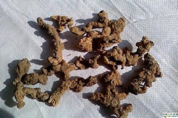 酒黃精