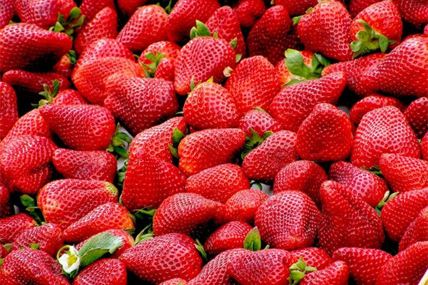 用瞭植物激素的草莓能吃嗎 這篇文章告訴你答案