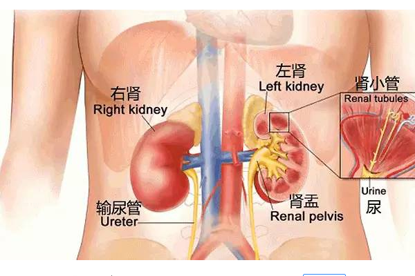 腎不好怎麼辦？一個動作幫你改善