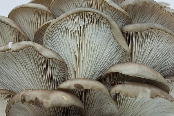 吃什麼防慢病_春季防慢病的食物 吃蘑菇補鉀