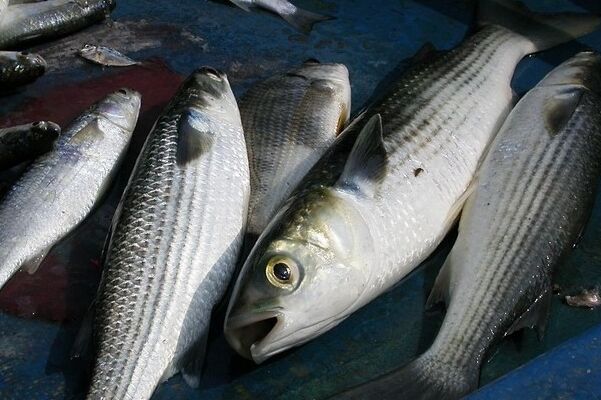 烏頭魚_烏頭驢_烏頭湯 烏頭魚,烏頭驢,烏頭湯