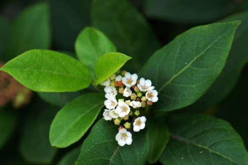 香港毛蕊茶 珍稀物種需善待