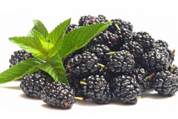 黑莓