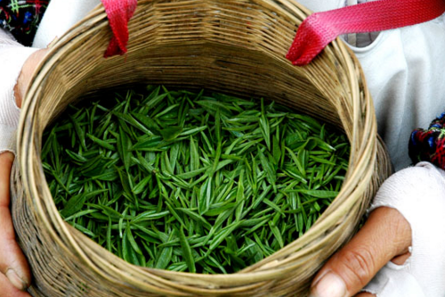 綠楊春茶 老茶客傾力推薦養生好茶
