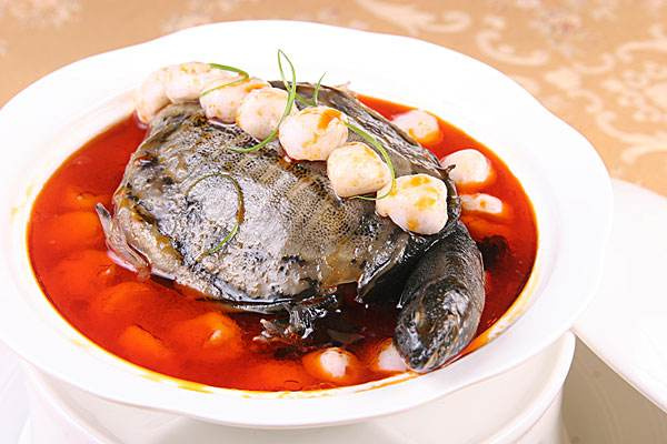 甲魚的營養功效_甲魚怎麼吃 甲魚