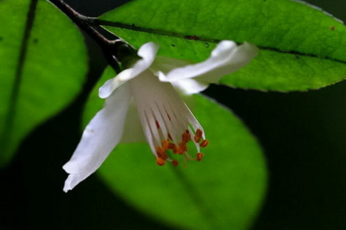 大萼毛蕊茶 熟常識懂辨別