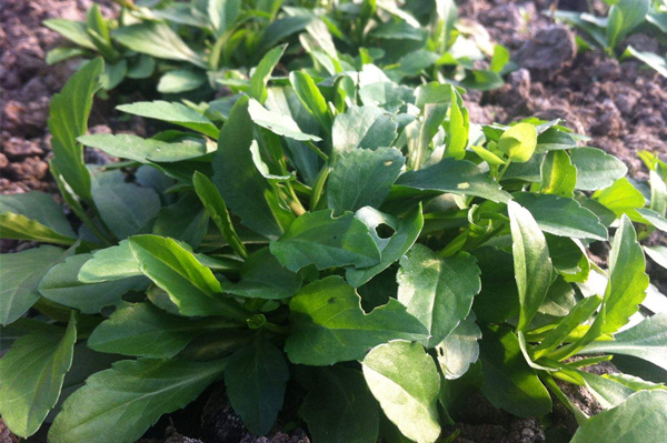 野菜才是天然“降火藥” 馬蘭頭
