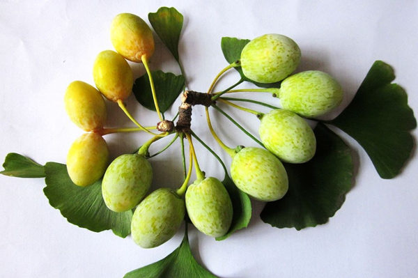 白果燒雞塊怎麼做_營養價值_白果的功效與作用 白果