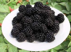 吃黑莓能增強免疫力嗎 黑莓有哪些功效
