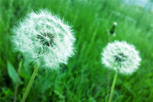 蒲公英