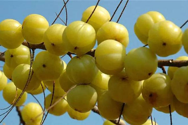 油甘果