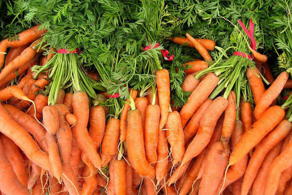 護眼該多吃胡蘿卜嗎_單吃胡蘿卜對眼睛好嗎_保護眼睛吃什麼好