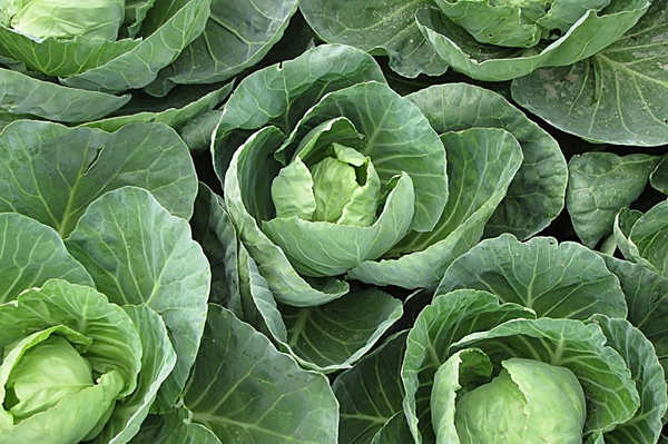 圓白菜