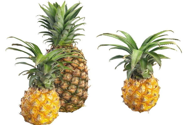 菠蘿