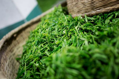 納溪特早茶 正宗川味早茶