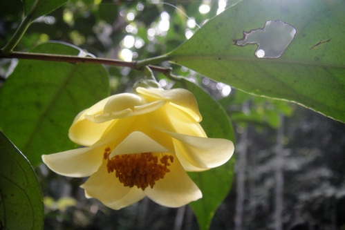 中東金花茶 國傢重點保護野生植物