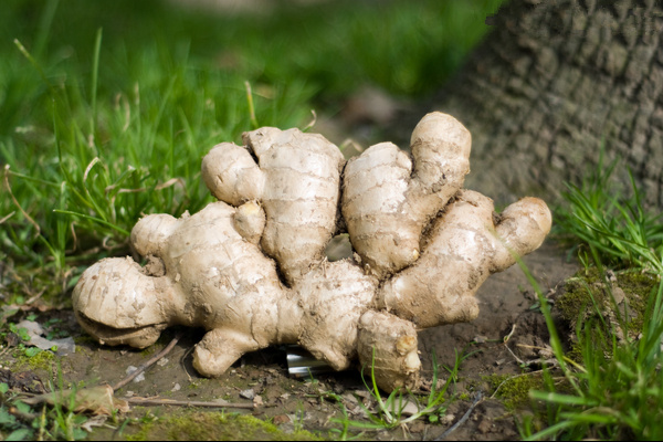 吃什麼養護血管_吃什麼凈化血管 生薑
