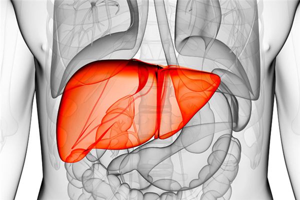 肝臟排毒“時間”到