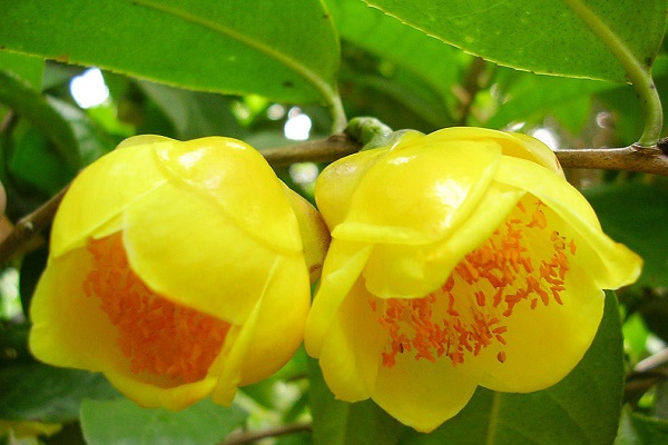 金茶花的功效與作用