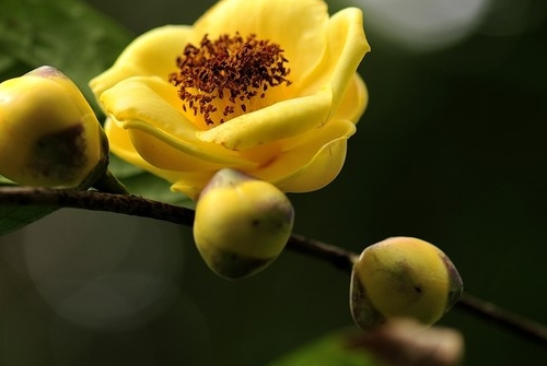 五室金花茶 茶葉歸屬爭論百年