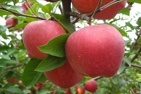 吃蘋果可以治療前列腺炎嗎