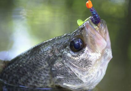 春天釣魚怎麼看風向