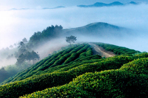 六大茶山 大自然的神奇魔力