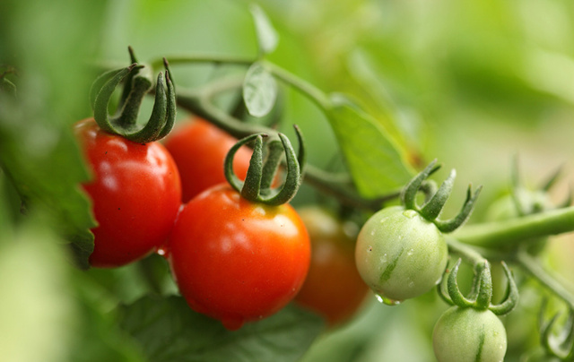 常吃西紅柿對人體的好處 美白養顏+排毒