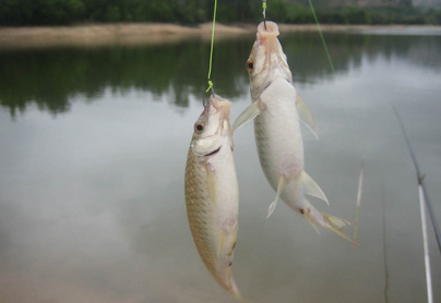 仲夏釣鯉魚要註意什麼