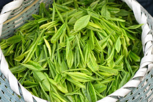 黃茶有哪些品種 品茶人的精挑細選