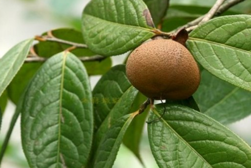 尖苞瘤果茶 飽受研究爭議的“瘤果茶組”