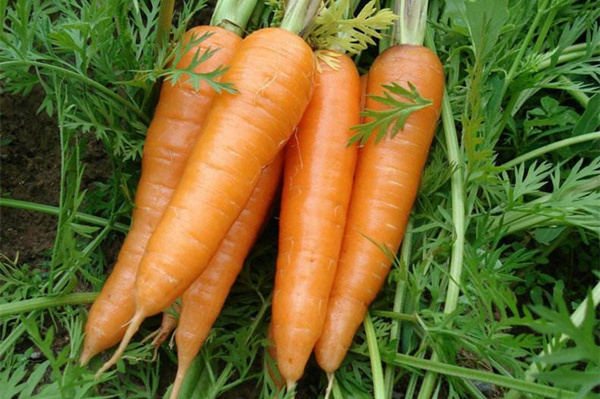 燃燒脂肪小能手 7種超低熱量蔬菜集錦 胡蘿卜
