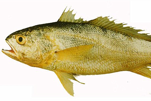 黃花魚