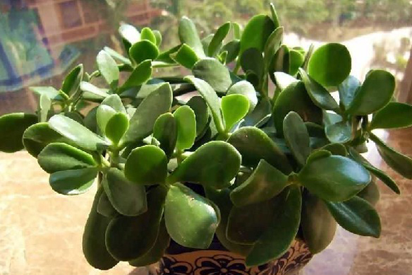 厚臉皮植物的養殖方法
