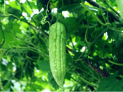 苦瓜泡茶能減肥嗎 專傢教你健康瘦身姿