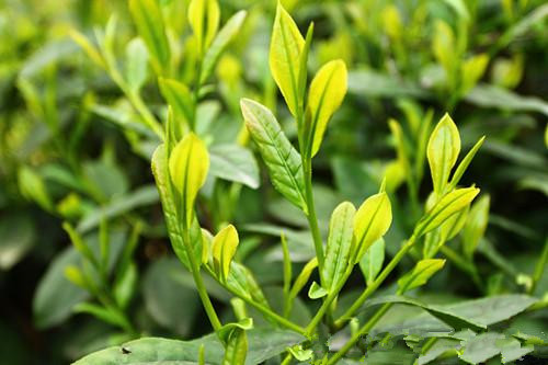 推薦給女性白領的4款養生茶