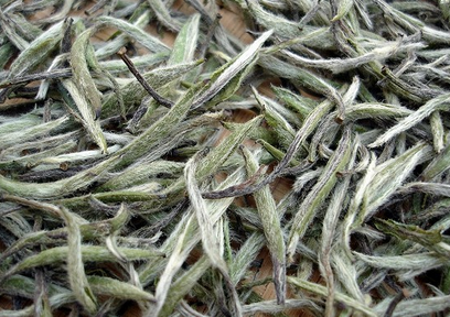 白茶的制作工藝 白茶的制作工藝