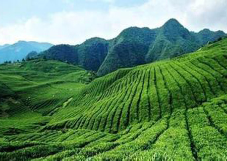  孕婦能喝鐵觀音茶嗎