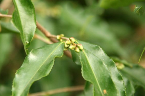 長尖連蕊茶 珍稀茶種引人深思